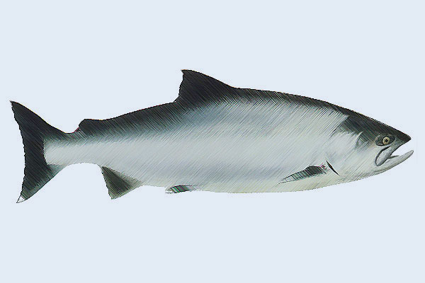 salmon