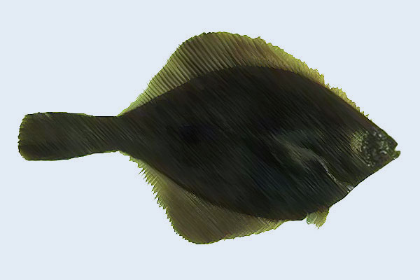 sole