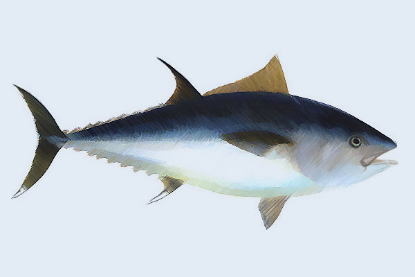 tuna