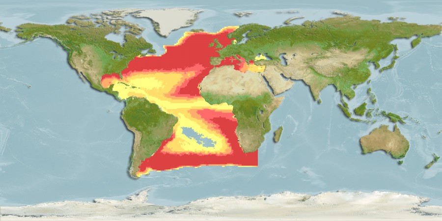 tuna